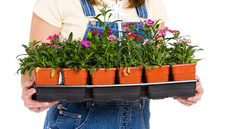 woman holding dianthus flower seedlings