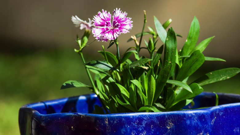 pink dianthus flower in pot