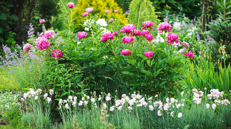 carnation dianthus flowers in garden
