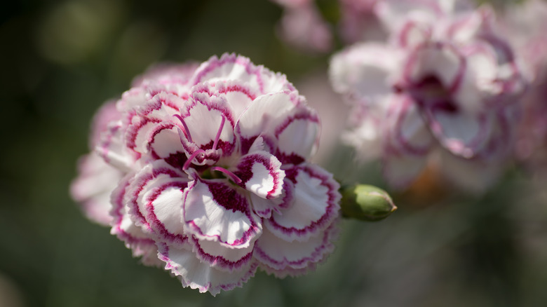 dianthus grans favorite flower