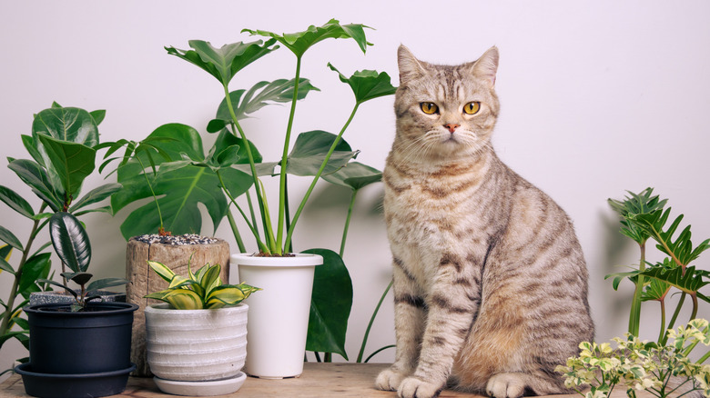 cat sitting by ficus and other houseplants