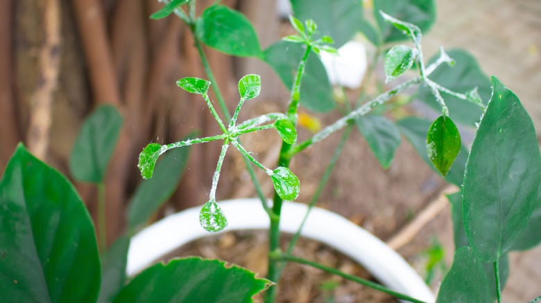 mealybugs on a houseplant