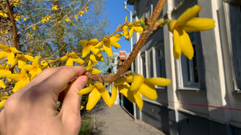 hand holding forsythia branch