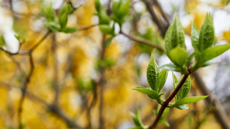 green blossoming forsythia flowers