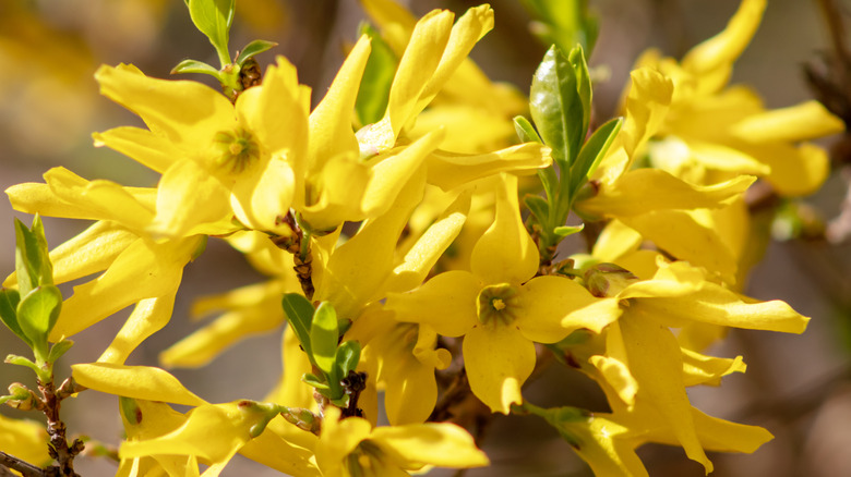 forsythia flowers in bloom