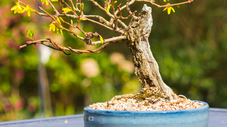 forsythia in a pot