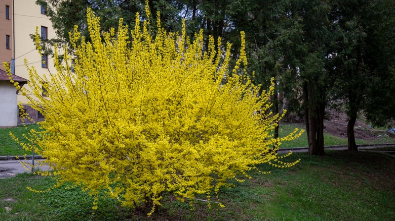 large forsythia bush in garden