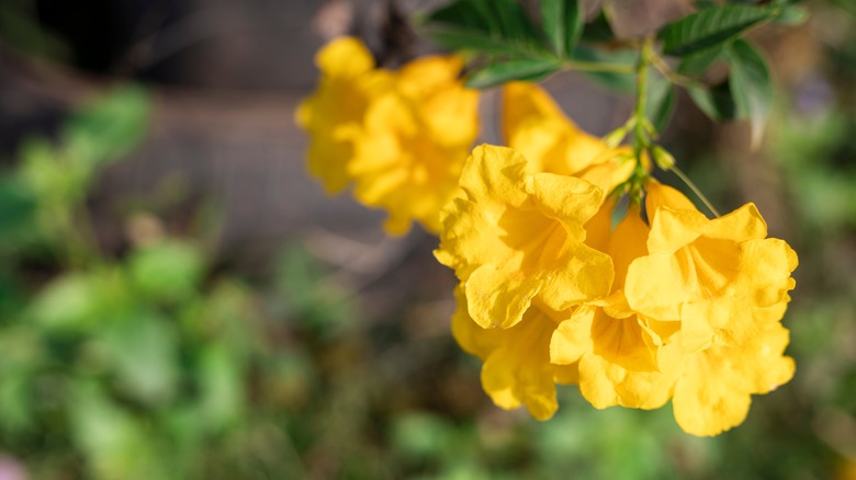 forsythia plant in garden