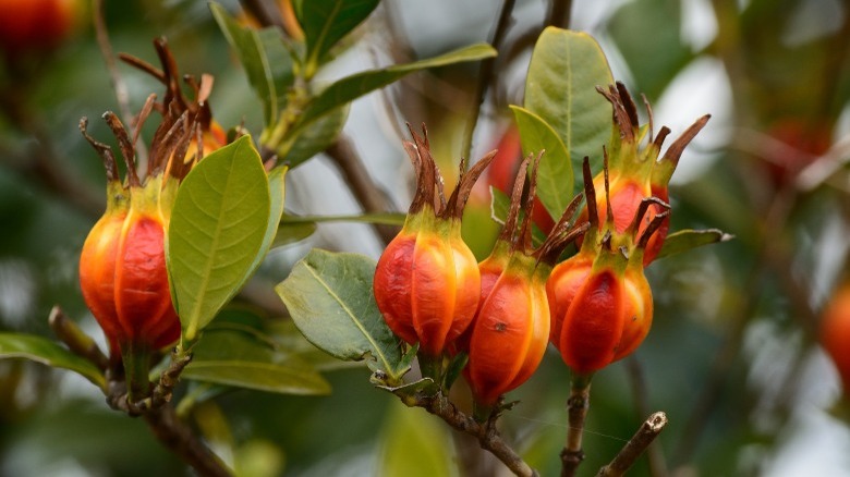 red gardenia berries on tree