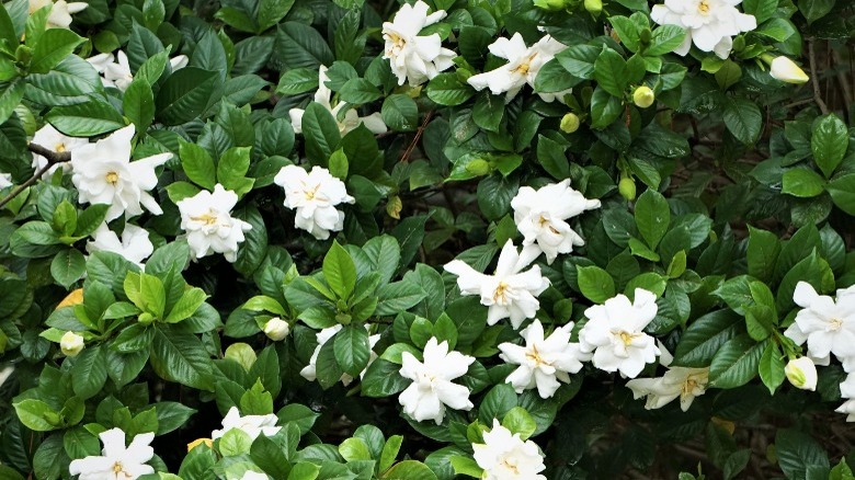 white gardenia bush