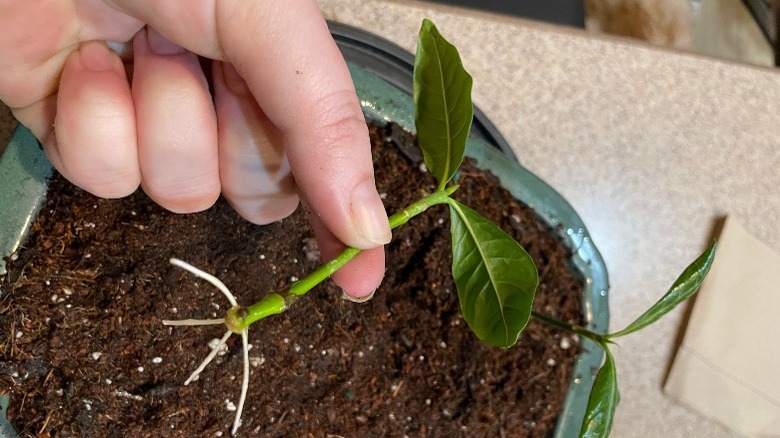 gardenia cutting new roots