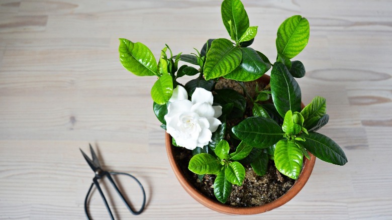 gardenia in pot from above