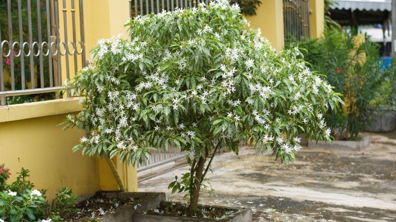 gardenia tree in courtyard