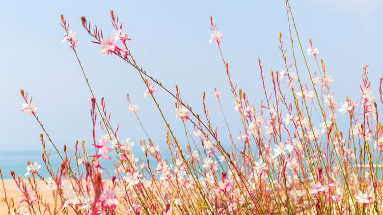 gaura plant bush on seashore