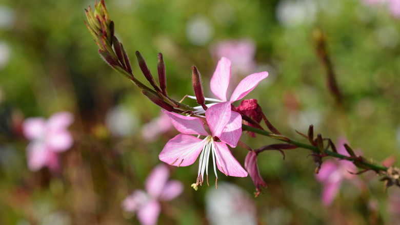 pink gaura plant with white stems