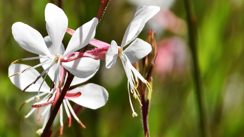 closeup of white gaura flowers