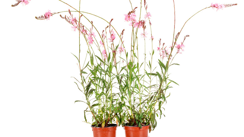 gaura plants in pots with white background 