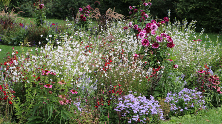 combination of gaura plant and other flowers