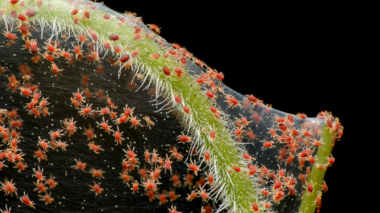 spider mites on a plant