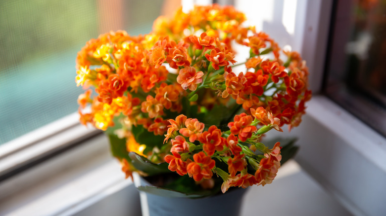 Kalanchoe blossfeldiana pot on windowsill