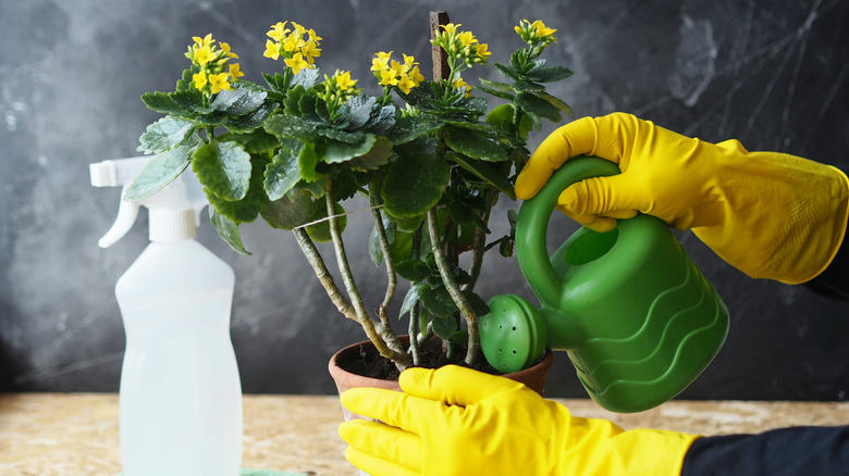 Gloved hands and yellow kalanchoe