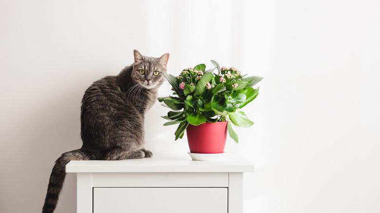 Cat sitting beside kalanchoe