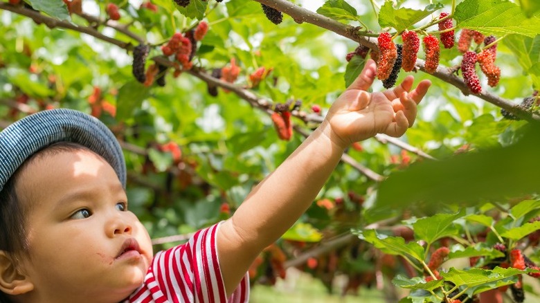Child picking a mulberry