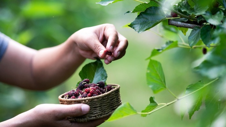 Gardener picking mulberries