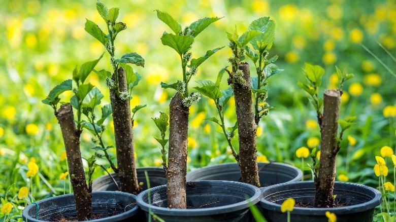 Mulberry trees growing from cuttings