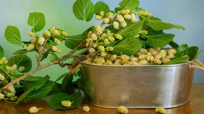 Mulberry tree in metal pot