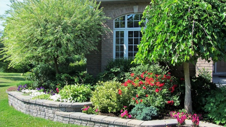 Flower bed with mulberry tree