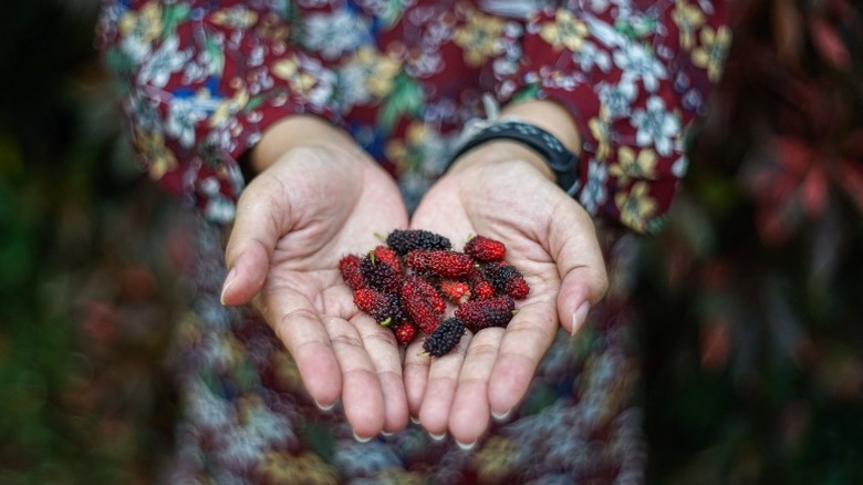 Woman holding mulberries