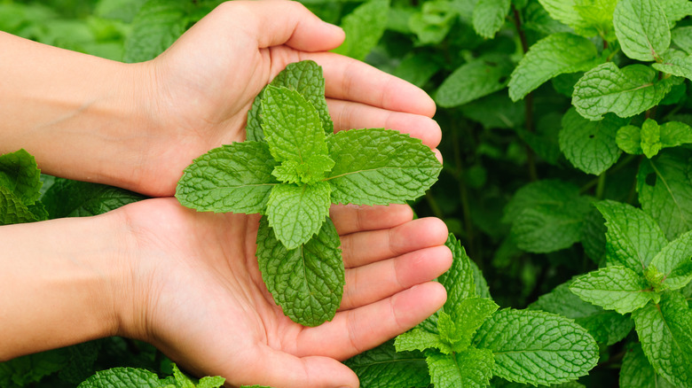 Hands holding peppermint leaves