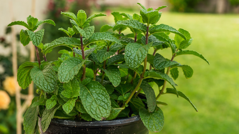 Potted mint plant outdoors