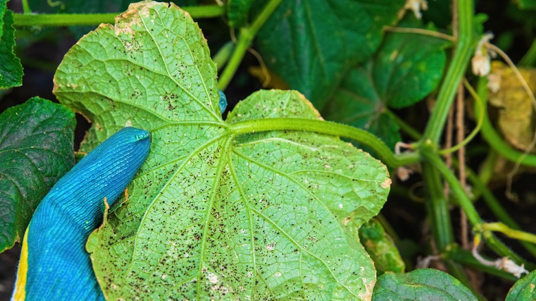 aphid damage on houseplant 