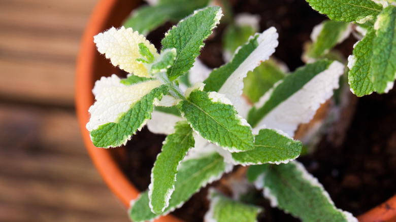 Variegated peppermint in a pot