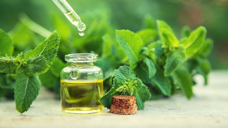 Peppermint plants and essential oil 