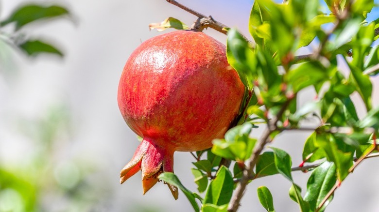 Ripe pomegranate hanging on a branch