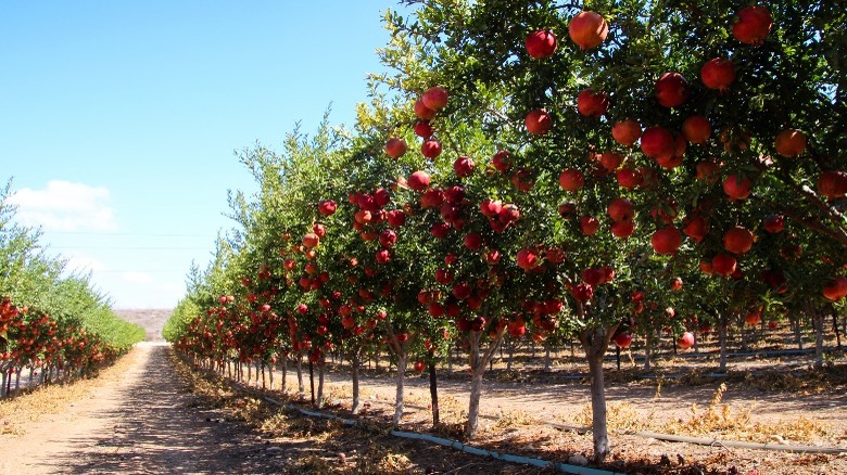 Rows of pomegranate trees