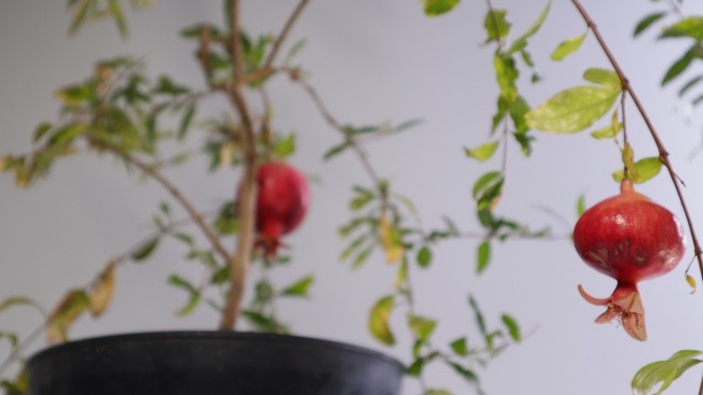 Pomegranate tree growing in a plastic pot