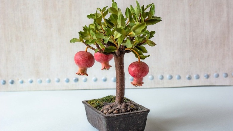 Dwarf pomegranate in a pot
