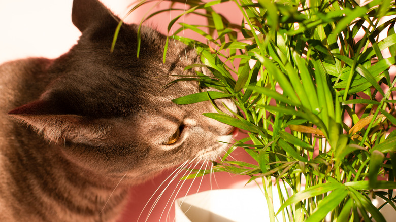 pet cat eating plant leaves