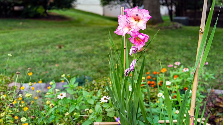 Staked gladiolus flower