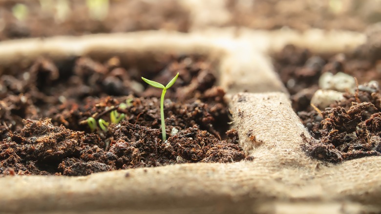 seed planting starter mix