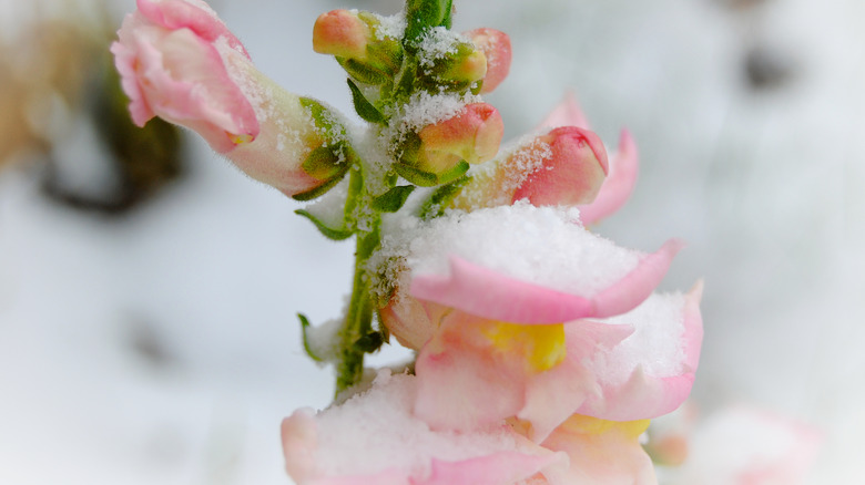 Snapdragon covered in snow