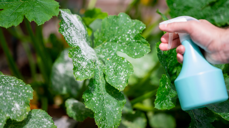 Powdery mildew on plant leaves