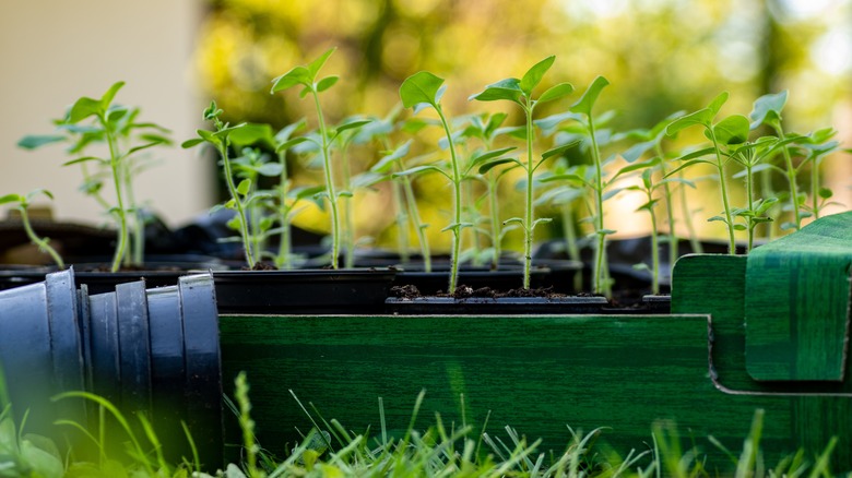 Snapdragon seedlings in grow pots