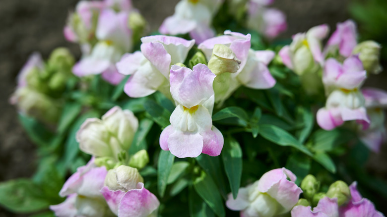 Bushy snapdragon plant