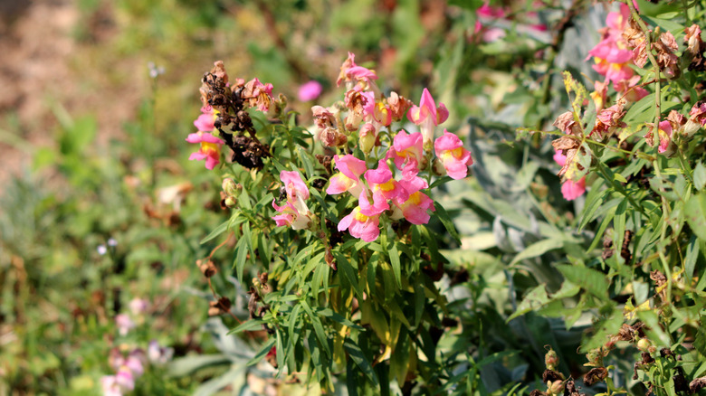 Dried out snapdragons