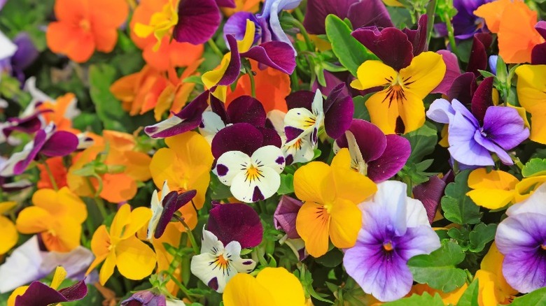 Colorful violas